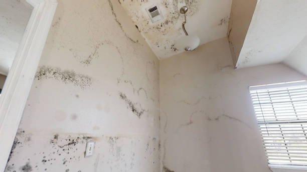 Professional Mold Removal in Commerce, GA