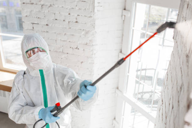 Best Basement Mold Removal  in Commerce, GA
