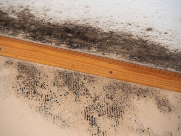 Best Biohazard Mold Removal  in Commerce, GA